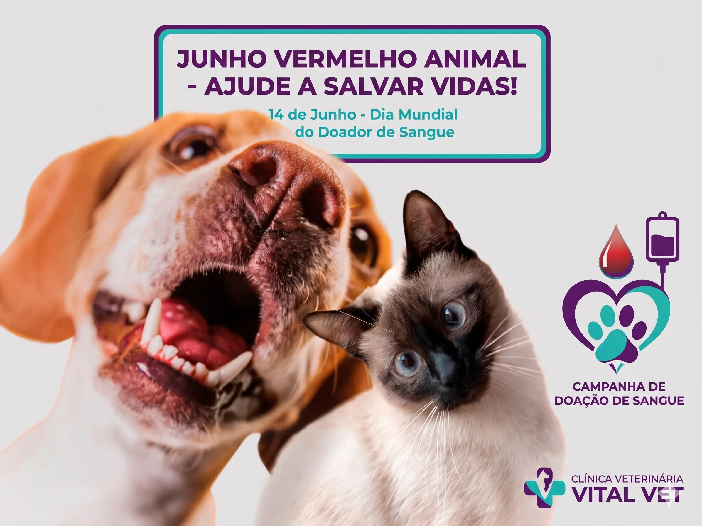 Banco de Sangue VitalVet